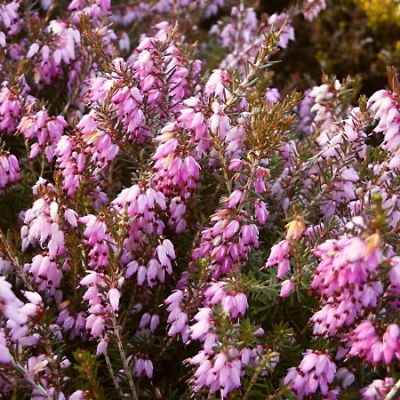 Erica carnea 'December Red' - vřesovec pleťový