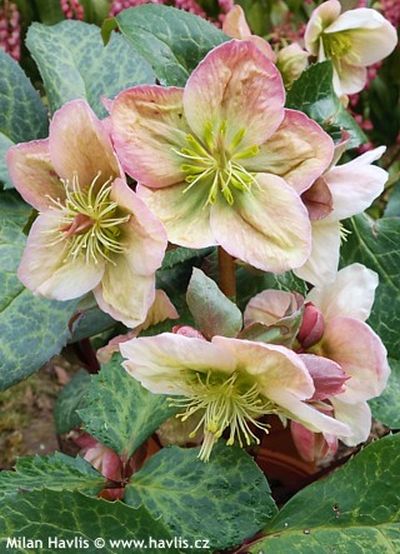 Helleborus 'Winter Moonbeam' - čemeřice Helleborus 'Winter Moonbeam' - čemeřice