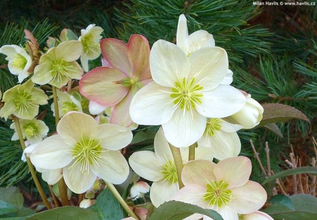 Helleborus x nigercors 'Candy Love' - čemeřice Helleborus x nigercors 'Candy Love' - čemeřice