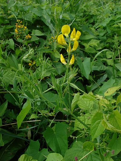 Lathyrus pratensis - hrachor luční Lathyrus pratensis - hrachor luční