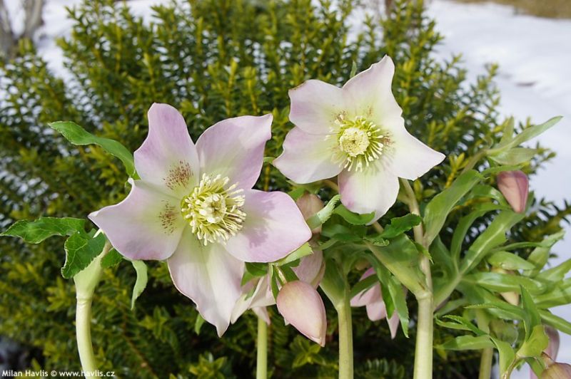 Helleborus x nigercors f. rosea - čemeřice