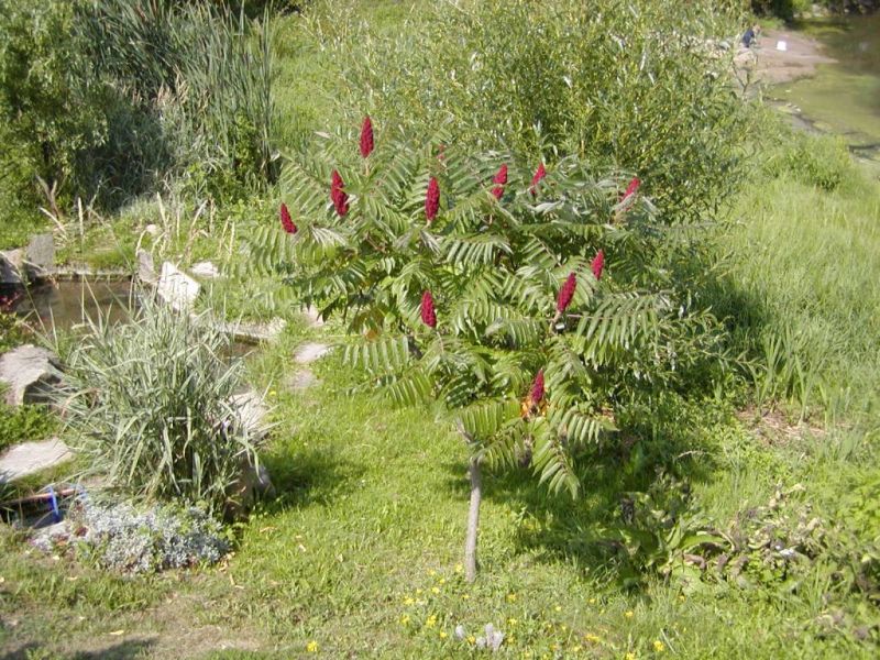 Středně vysoké zahradní stromy: Rhus typhina