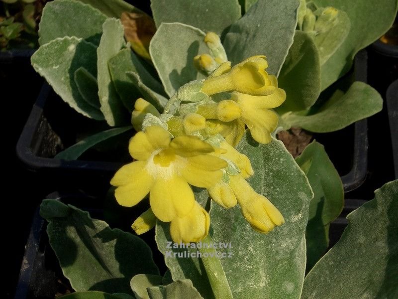 Primula auricula - prvosenka lysá Primula auricula - prvosenka lysá