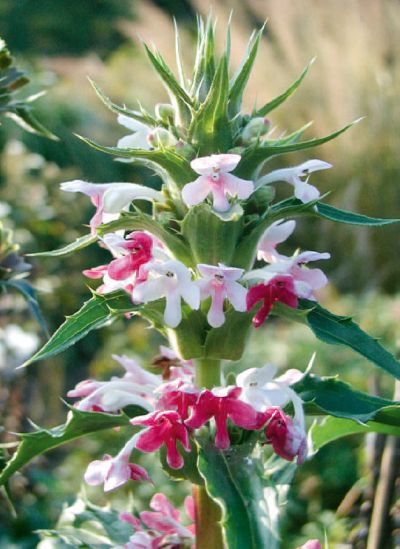 Morina longifolia - morina (KNIŽNÍKLUB) Morina longifolia - morina (KNIŽNÍKLUB)