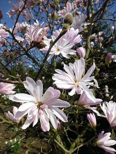 Stromy - výběr dřevin: Magnolia stellata 'Chrysanthemiflora' - šácholan hvězdovitý Stromy - výběr dřevin: Magnolia stellata 'Chrysanthemiflora' - šácholan hvězdovitý