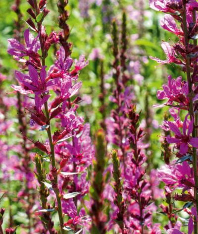 Lythrum virgatum 'Rose Queen' - kyprej prutnatý (KNIŽNÍKLUB)