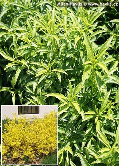 Forsythia viridissima 'Bronxensis' - golden bell