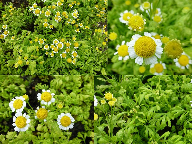 Tanacetum parthenium  'Golden Moss' - kopretina řimbaba