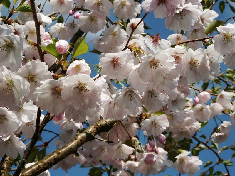Prunus 'Accolade' - třešeň, sakura