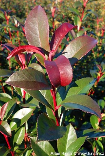 Photinia x fraseri 'Carré Rouge' - blýskavka Fraserova Photinia x fraseri 'Carré Rouge' - blýskavka Fraserova