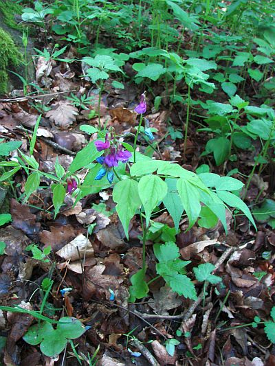 Lathyrus vernus - hrachor jarnÍ Lathyrus vernus - hrachor jarnÍ