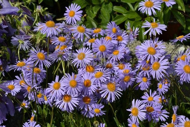 Aster tongolensis 'Napsbury' - astra, hvězdnice