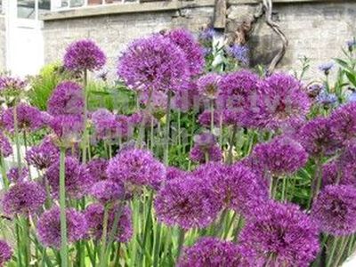 Allium hollandicum 'Purple Sensation' - česnek holadský