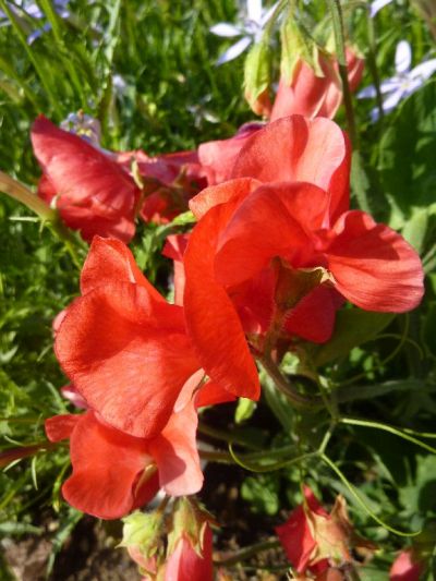 Lathyrus odoratus - hrachor vonný Lathyrus odoratus - hrachor vonný