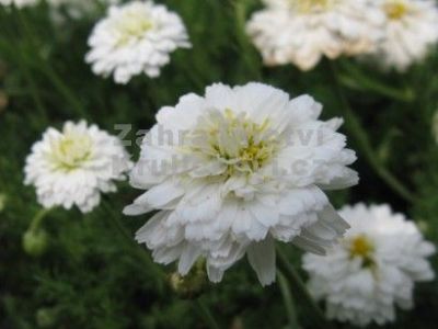 Chamaemelum nobile 'Flore Pleno' - heřmánek římský