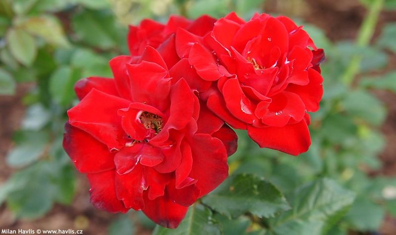 Rosa 'Nina Weibull' - růže polyantka Rosa 'Nina Weibull' - růže polyantka