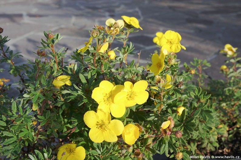 Potentilla fruticosa 'Sommerflor' - mochna křovitá Potentilla fruticosa 'Sommerflor' - mochna křovitá