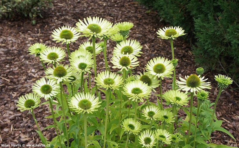 Echinacea purpurea 'Green Jewel'® - třapatka nachová Echinacea purpurea 'Green Jewel'® - třapatka nachová