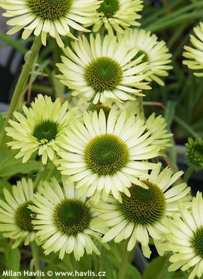 Echinacea purpurea 'Green Jewel'® - třapatka nachová Echinacea purpurea 'Green Jewel'® - třapatka nachová