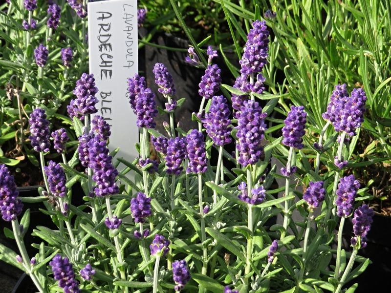 Lavandula angustifolia 'Ardéche Blue' - levandule úzkolistá Lavandula angustifolia 'Ardéche Blue' - levandule úzkolistá
