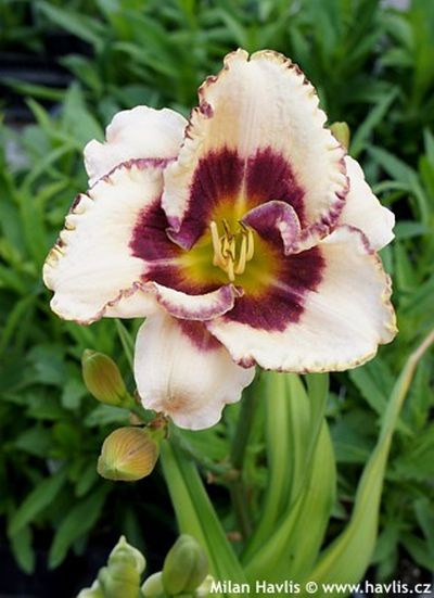 Hemerocallis 'Border Music' - denivka Hemerocallis 'Border Music' - denivka