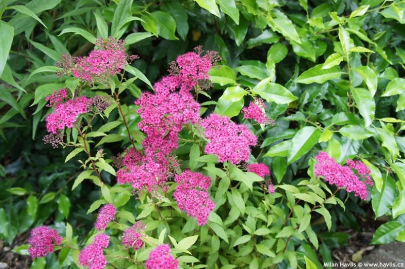 Spiraea japonica 'Anthony Waterer' - tavolník japonský
