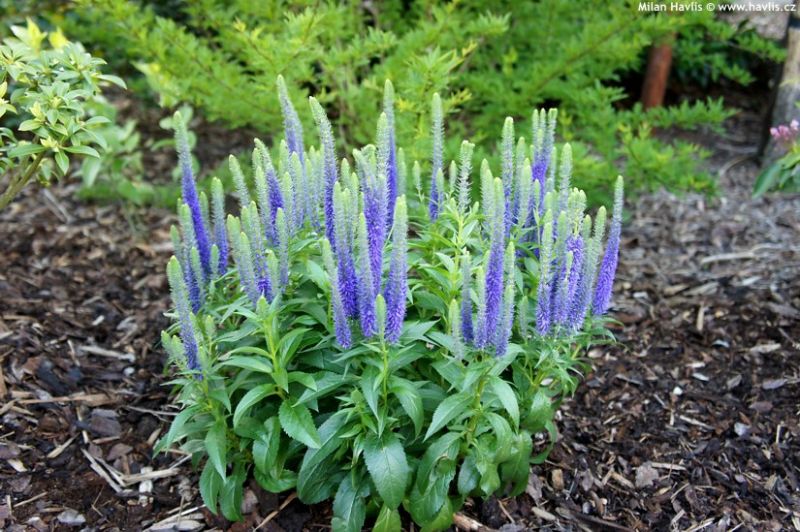 Veronica 'Ulster Blue Dwarf' - rozrazil