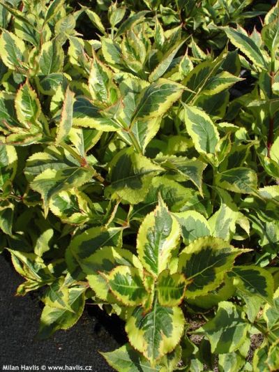 Weigela 'Magical Rainbow'® - vajgélie