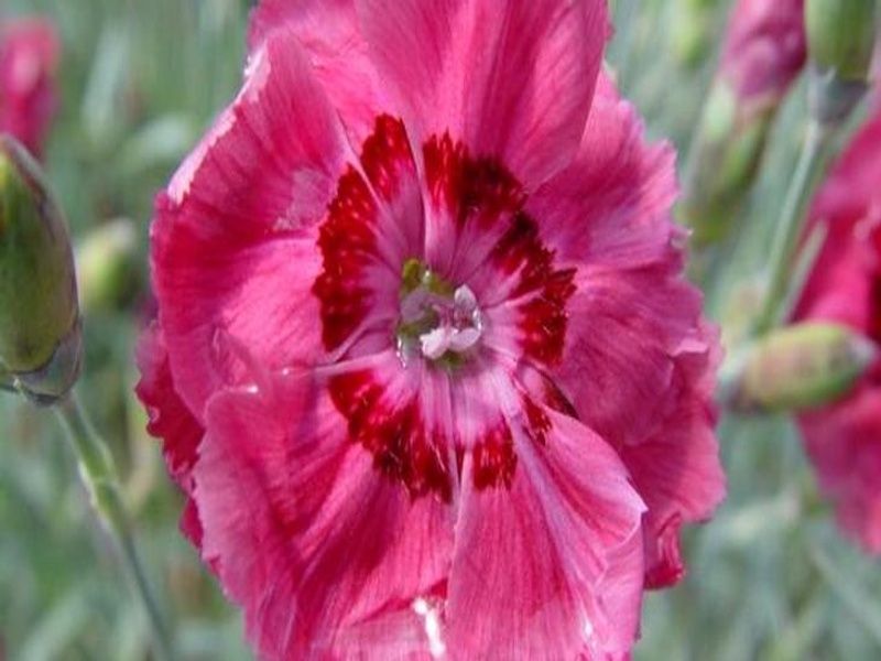 Dianthus gratianopolitanus 'Rotkäppchen' - hvozdík sivý