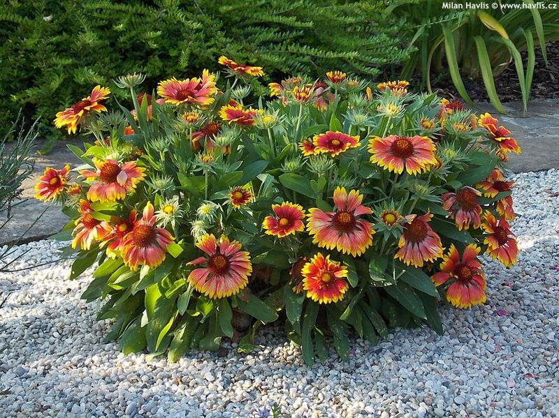 Gaillardia aristata 'Granretip', 'Sunburst™ Red With Yellow Tip' - kokarda