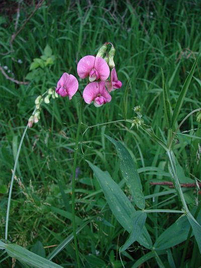 Lathyrus sylvestris - hrachor lesní Lathyrus sylvestris - hrachor lesní
