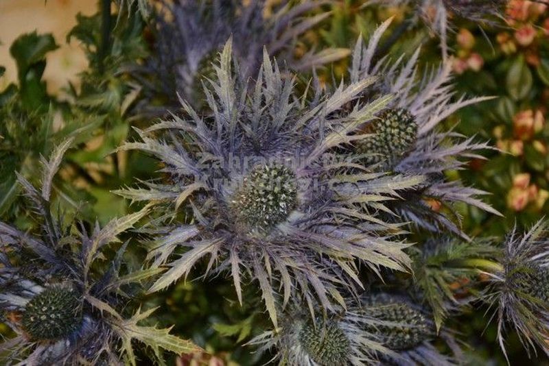 Eryngium alpinum 'Blue Star' - máčka alpská
