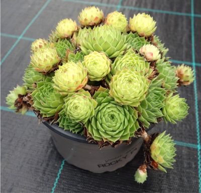 Sempervivum, Jovibarba - netřesk, netřeskovec Sempervivum, Jovibarba - netřesk, netřeskovec