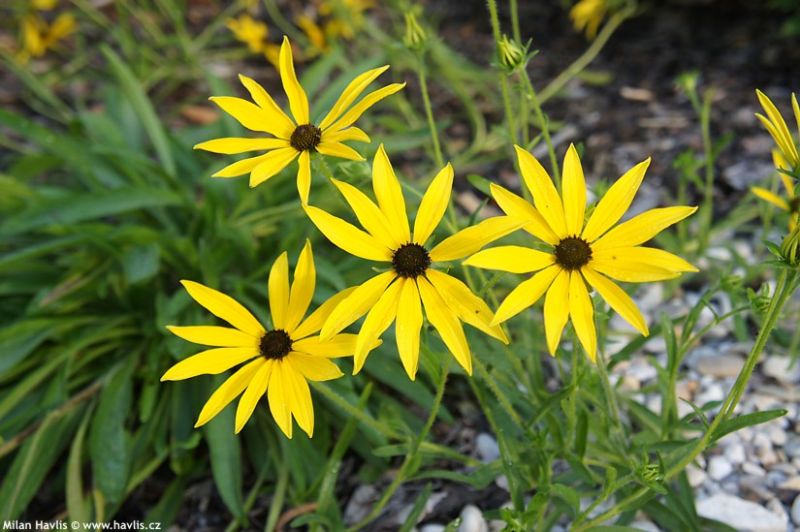 Rudbeckia missouriensis - rudbékie missourská Rudbeckia missouriensis - rudbékie missourská