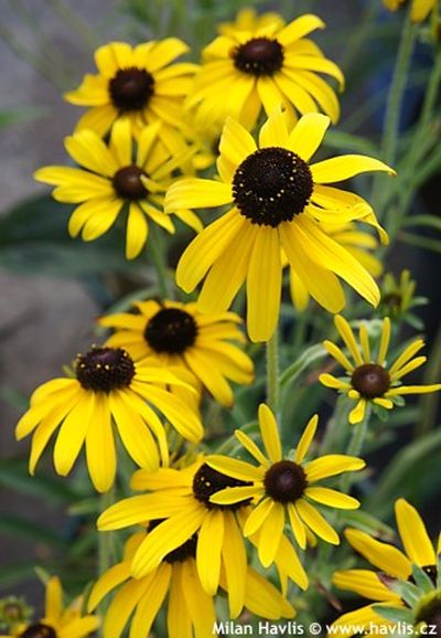 Rudbeckia missouriensis - rudbékie missourská Rudbeckia missouriensis - rudbékie missourská