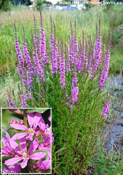 Lythrum virgatum 'Dropmore Purple' - kyprej prutnatý