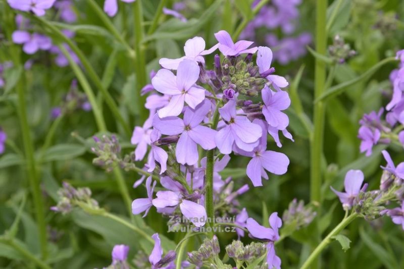 Hesperis matronalis 'Violet' - večernice vonná
