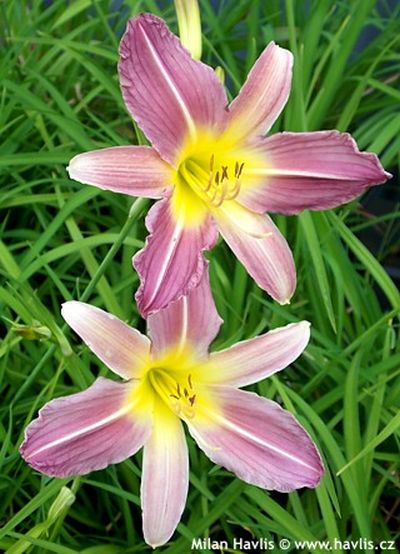 Hemerocallis 'Lavender Lily' - denivka