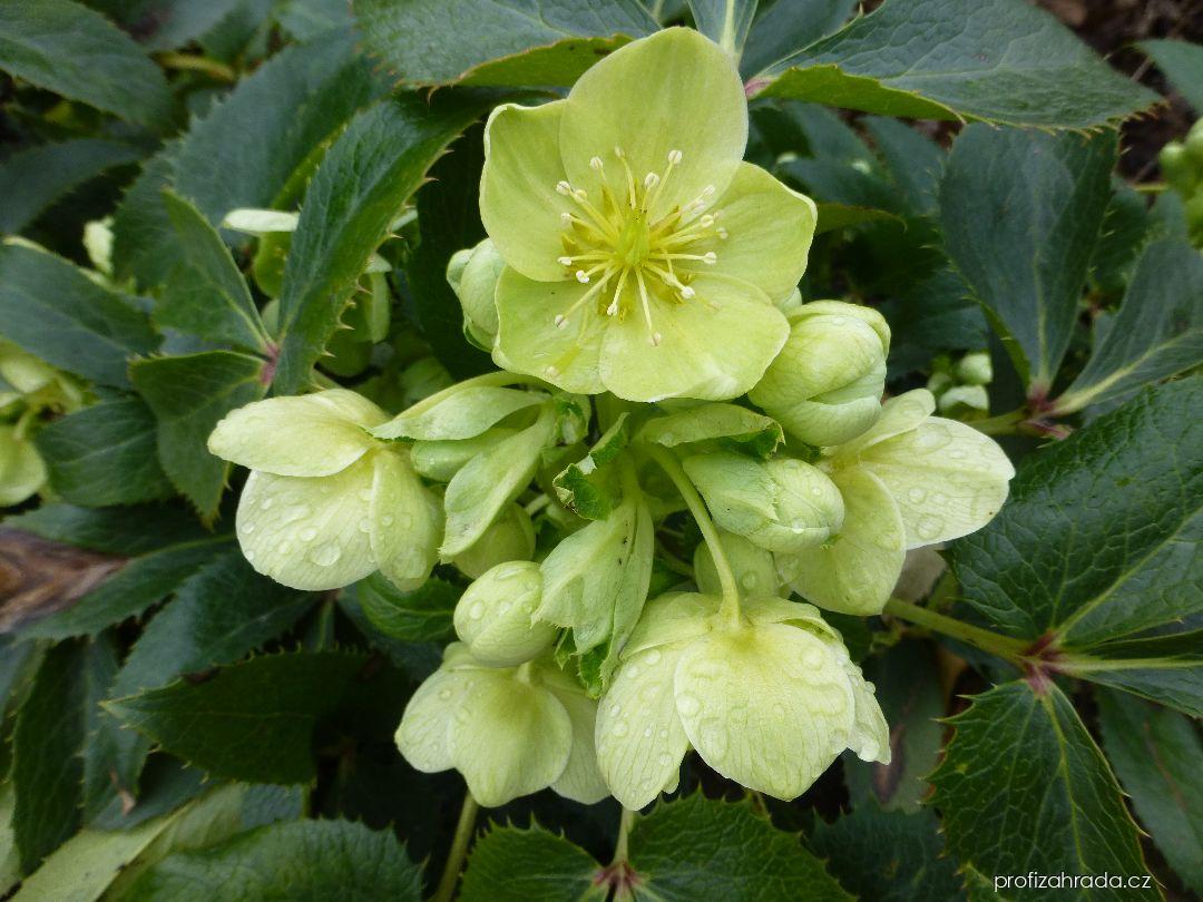 Helleborus argutifolius Viv. (čemeřice korsická) Helleborus argutifolius Viv. (čemeřice korsická)