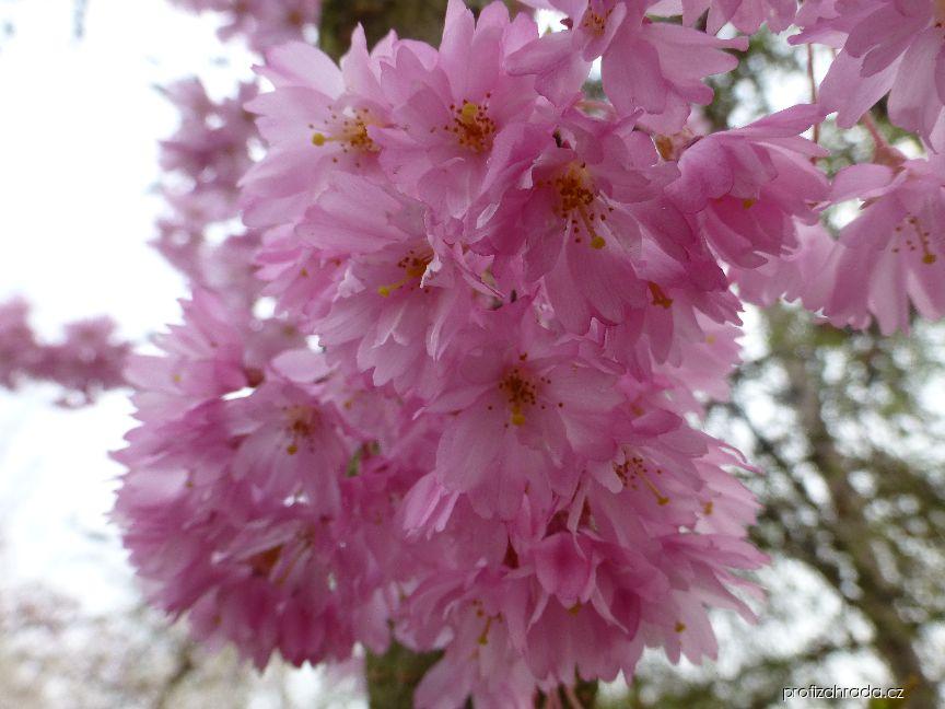 Prunus subhirtella Fukubana (třešeň chloupkatá) Prunus subhirtella Fukubana (třešeň chloupkatá)