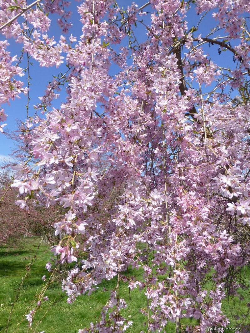 Prunus subhirtella Pendula Rubra (třešeň chloupkatá) Prunus subhirtella Pendula Rubra (třešeň chloupkatá)