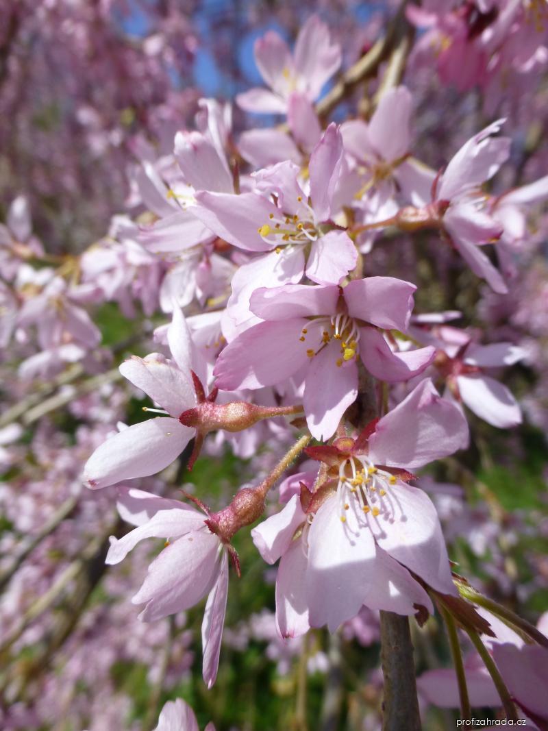 Prunus subhirtella Pendula Rubra (třešeň chloupkatá) Prunus subhirtella Pendula Rubra (třešeň chloupkatá)