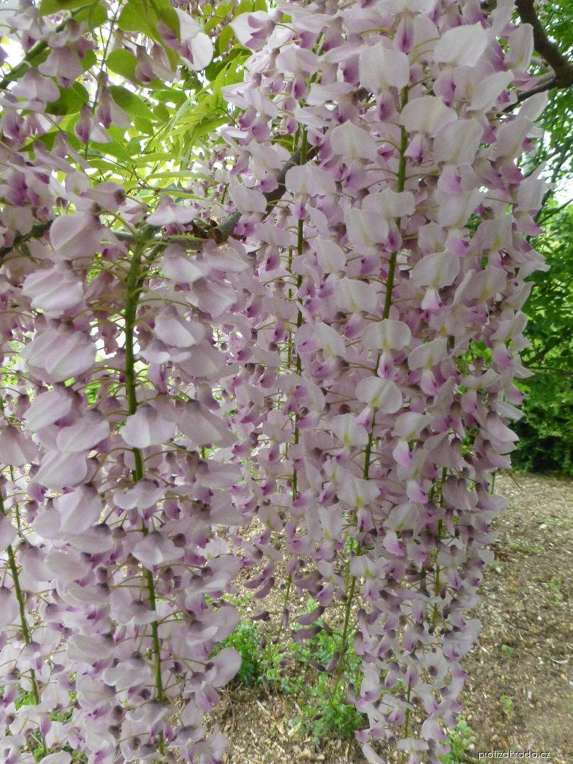 Wisteria floribunda Benifugi (vistárie květnatá) Wisteria floribunda Benifugi (vistárie květnatá)