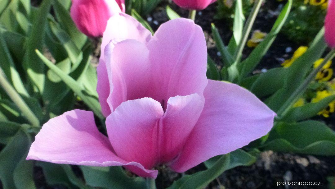 Tulipa Capri Dream (tulipán) Tulipa Capri Dream (tulipán)