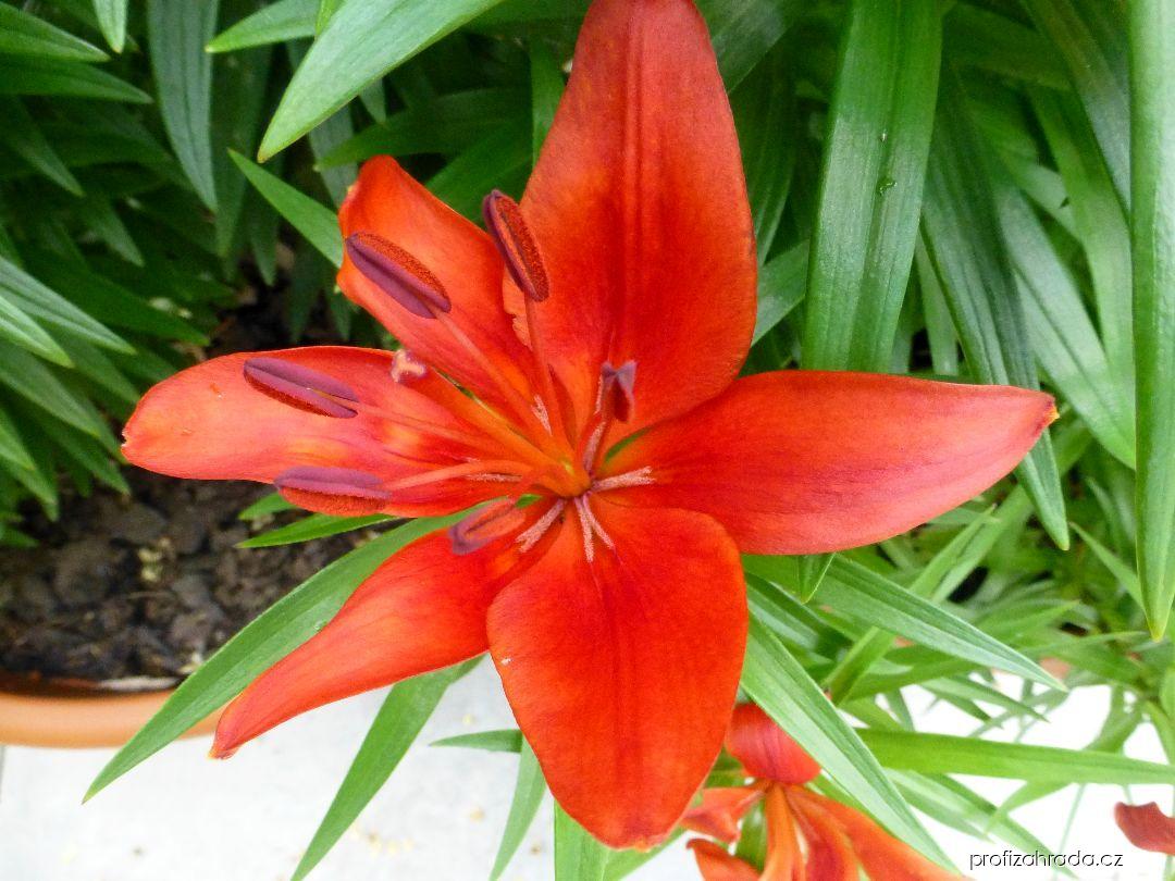 Lilium x hybridum Crimson Pixie (lilie) Lilium x hybridum Crimson Pixie (lilie)