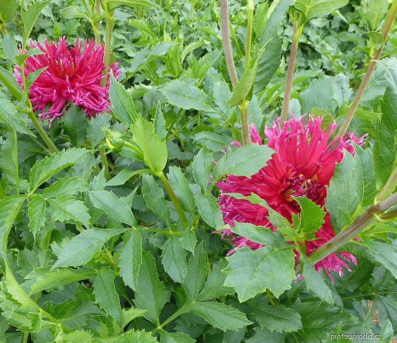 Dahlia Salsa Verde (jiřina) Dahlia Salsa Verde (jiřina)