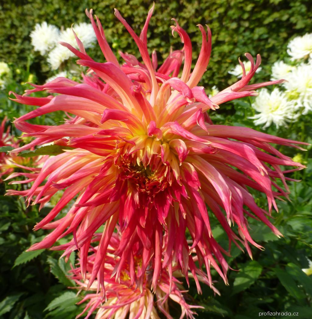 Dahlia Penelopa (jiřina) Dahlia Penelopa (jiřina)