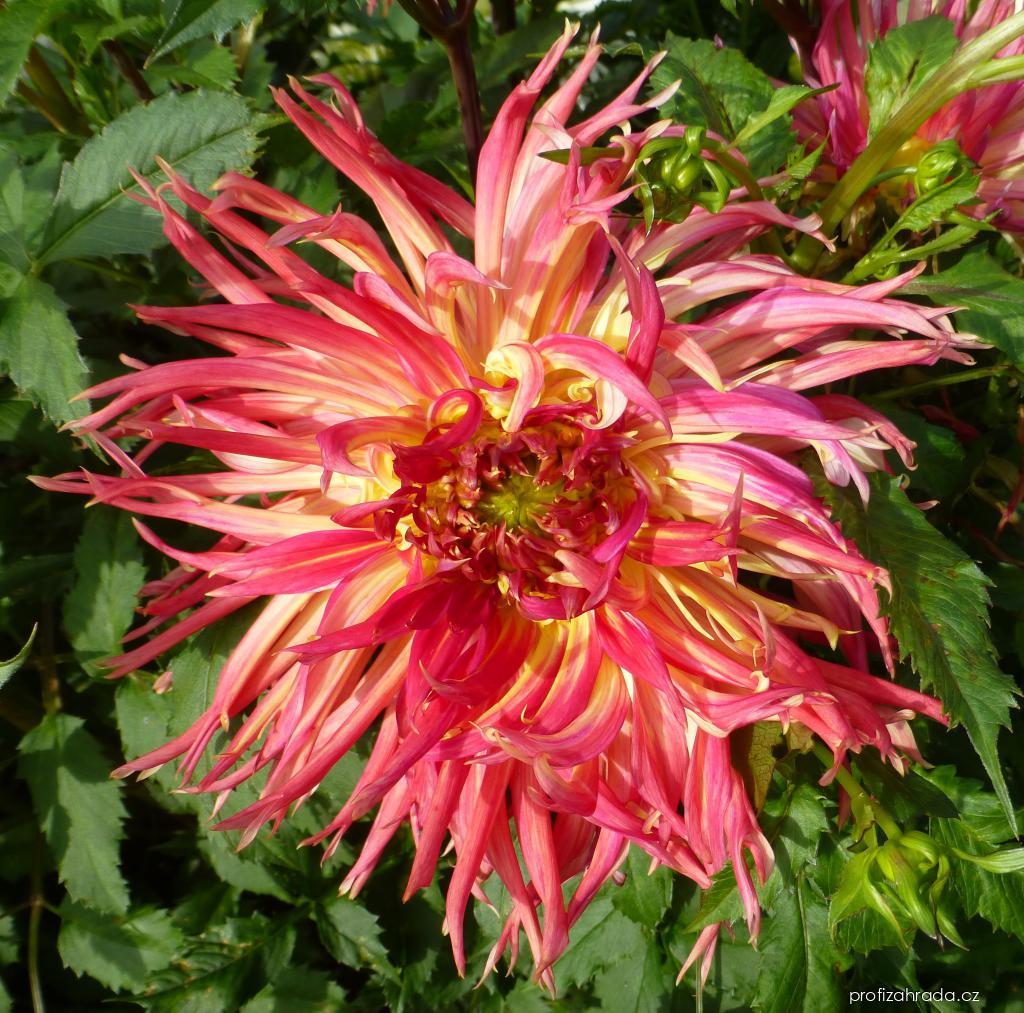 Dahlia Penelopa (jiřina) Dahlia Penelopa (jiřina)