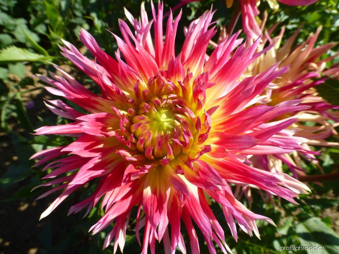 Dahlia Penelopa (jiřina) Dahlia Penelopa (jiřina)