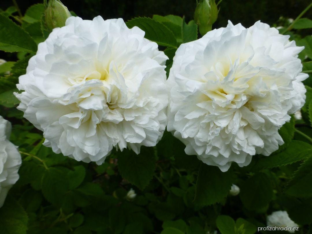 Rosa Madame Legras de St. Germain (růže) Rosa Madame Legras de St. Germain (růže)